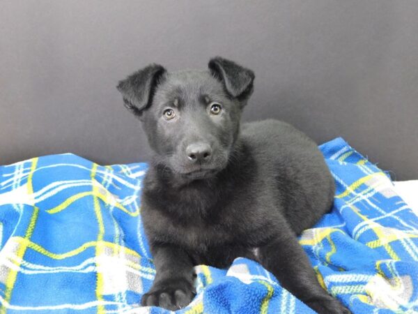 German Shepherd DOG Female Black and Tan 1035 Petland Gallipolis, OH