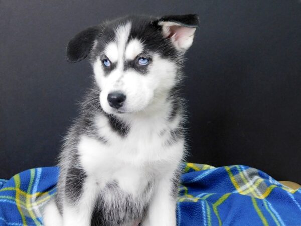 Siberian Husky DOG Female Black White 1034 Petland Gallipolis, OH