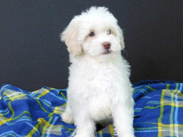 Mini Goldendoodle DOG Female White & Cream 1049 Petland Gallipolis, OH