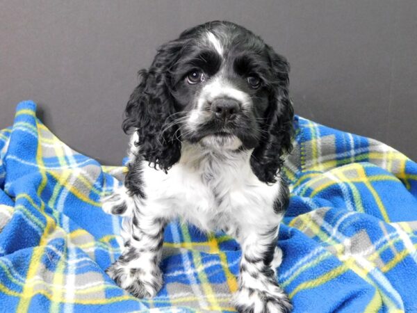 Cocker Spaniel DOG Female BLK WHITE 1047 Petland Gallipolis, OH