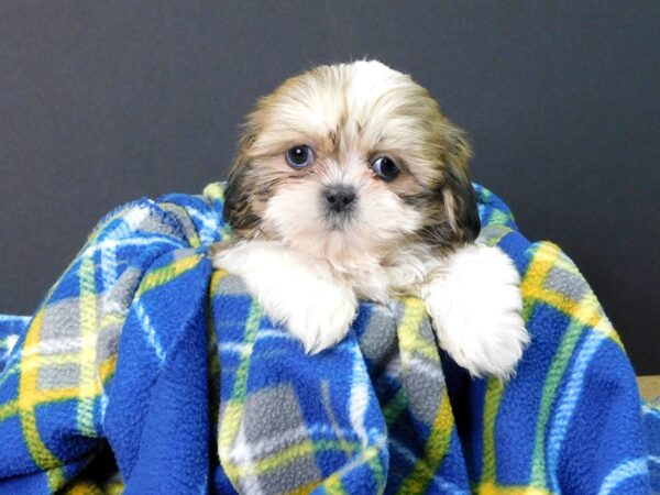 Shih Tzu DOG Male BROWN WHITE 1046 Petland Gallipolis, OH