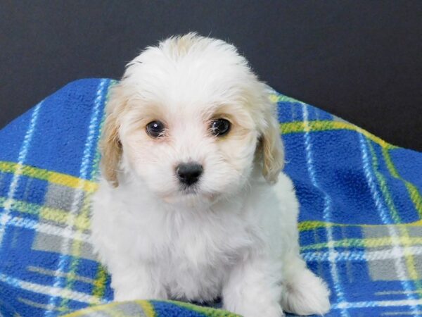 Cava Chon-DOG-Male-Blenhiem-1045-Petland Gallipolis, OH