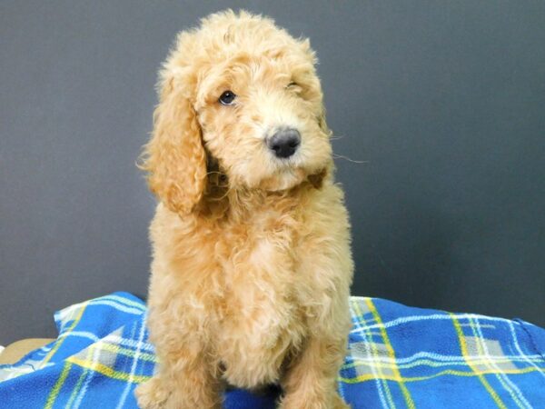 F2 STANDARD GOLDENDOODLE DOG Male Cream 1044 Petland Gallipolis, OH