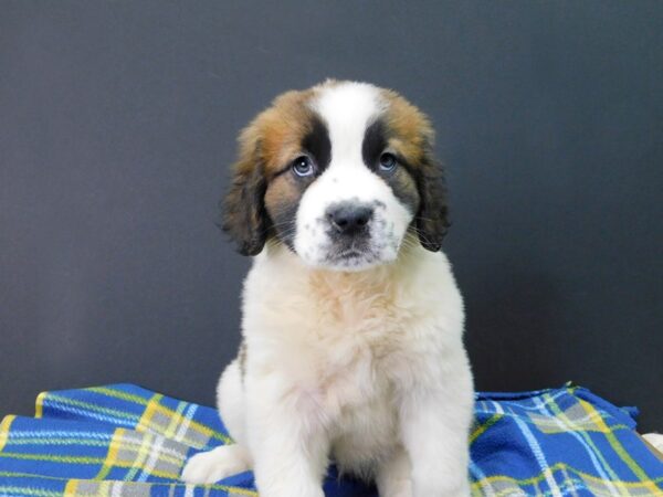 Saint Bernard DOG Female Sable & White 1043 Petland Gallipolis, OH