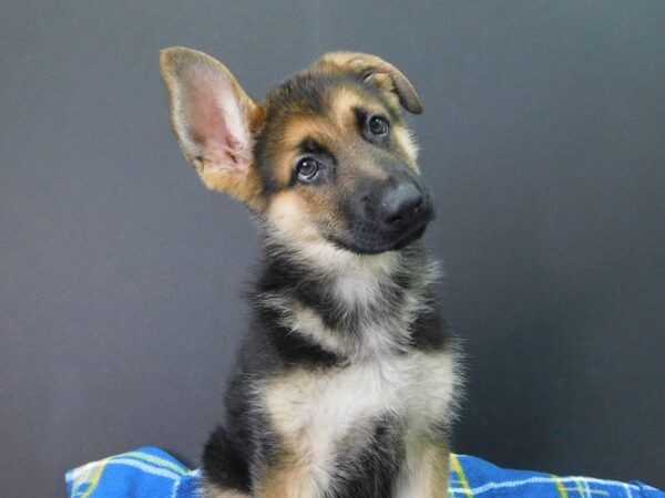 German Shepherd DOG Male Black & Tan 1042 Petland Gallipolis, OH