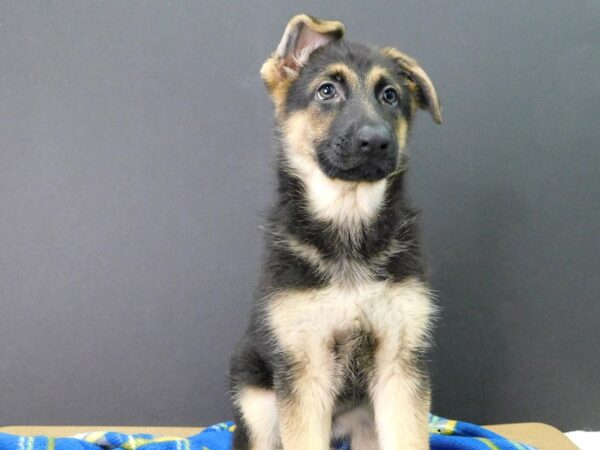 German Shepherd-DOG-Female-Black & Tan-1041-Petland Gallipolis, OH