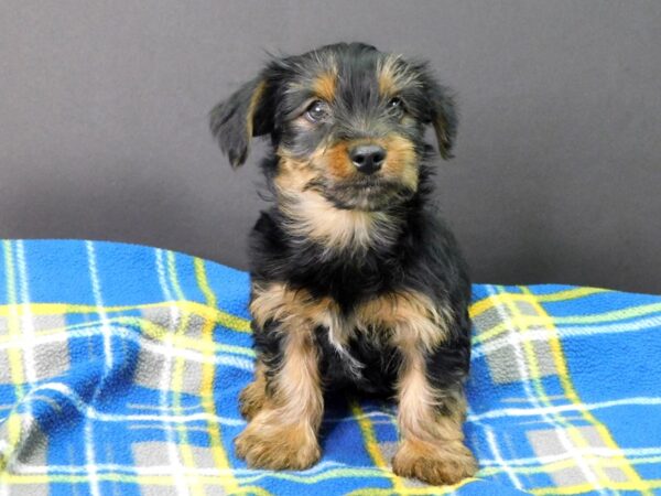 Yorkshire Terrier-DOG-Male-BLACK TAN-1036-Petland Gallipolis, OH
