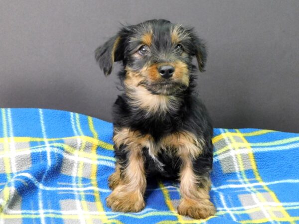 Yorkshire Terrier DOG Male BLACK TAN 1036 Petland Gallipolis, OH