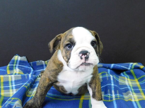 Mini Bulldog DOG Male Brindle & White 1048 Petland Gallipolis, OH