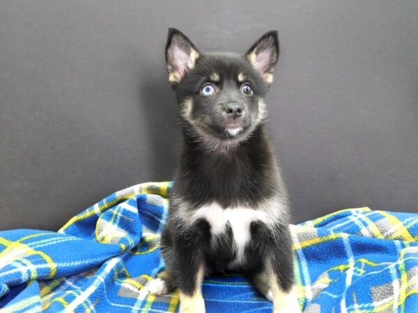 Pomsky DOG Male Black and Tan 1051 Petland Gallipolis, OH