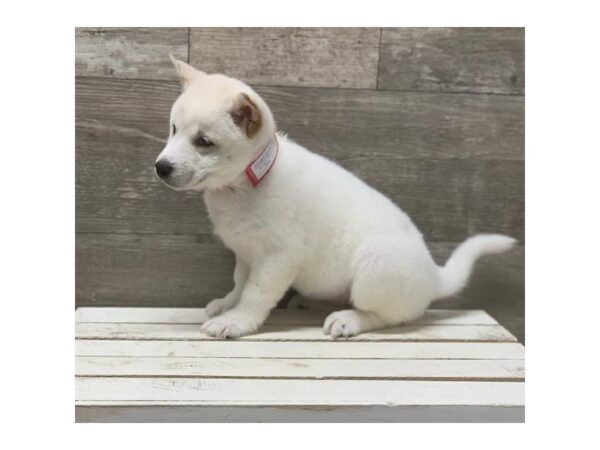 Shiba Inu DOG Female Cream 1053 Petland Gallipolis, OH