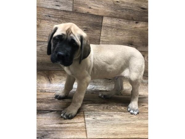 English Mastiff DOG Male Fawn 1054 Petland Gallipolis, OH