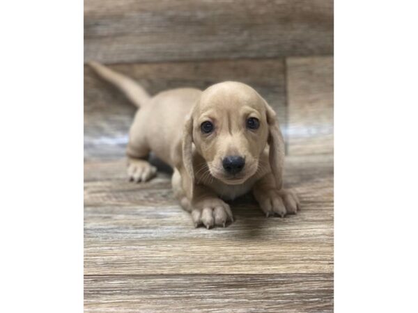 Dachshund DOG Male Fawn (Isabella) 1055 Petland Gallipolis, OH