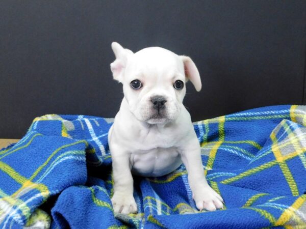 French Bulldog-DOG-Male-Cream-1057-Petland Gallipolis, OH