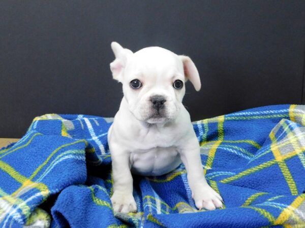 French Bulldog DOG Male Cream 1057 Petland Gallipolis, OH