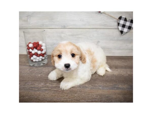 Cavachon DOG Female Cream 1064 Petland Gallipolis, OH