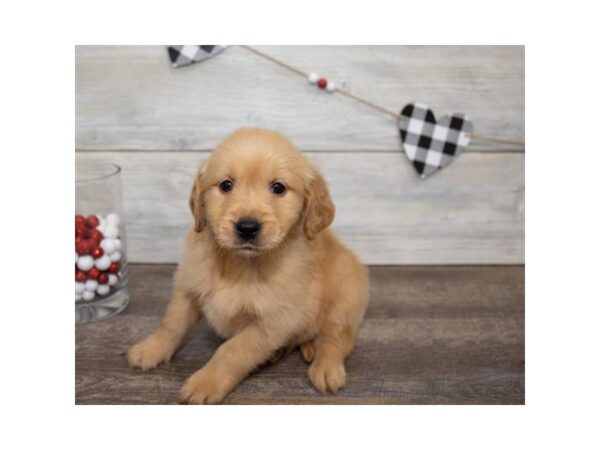 Golden Retriever DOG Female Golden 1065 Petland Gallipolis, OH