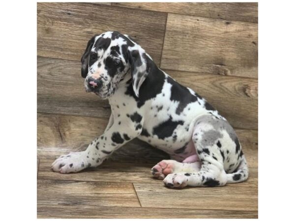 Great Dane DOG Male Harlequin 1066 Petland Gallipolis, OH