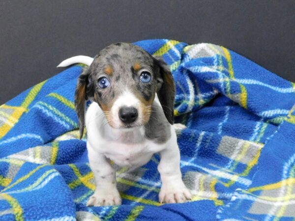 Dachshund DOG Female DAPPLE 1062 Petland Gallipolis, OH