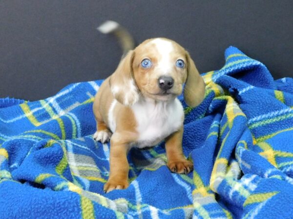 Dachshund DOG Male RED WHITE 1061 Petland Gallipolis, OH