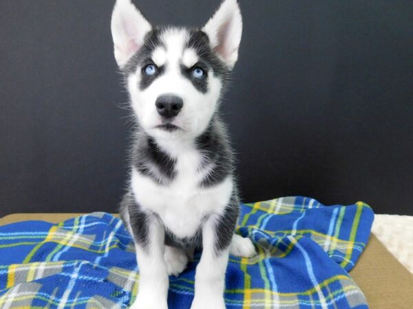 Siberian Husky DOG Male Black White 1059 Petland Gallipolis, OH