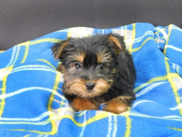 Yorkshire Terrier DOG Male BLK TAN 1060 Petland Gallipolis, OH