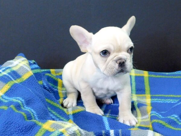 French Bulldog DOG Female Cream 1067 Petland Gallipolis, OH