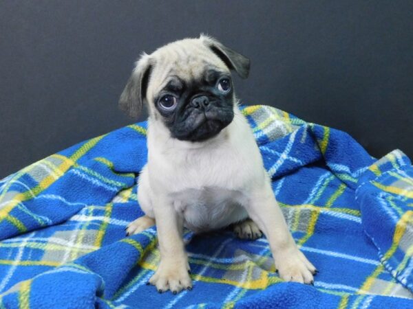 Pug DOG Male FAWN 1063 Petland Gallipolis, OH