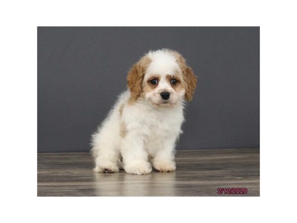 Cavachon DOG Male White / Blenheim 1068 Petland Gallipolis, OH