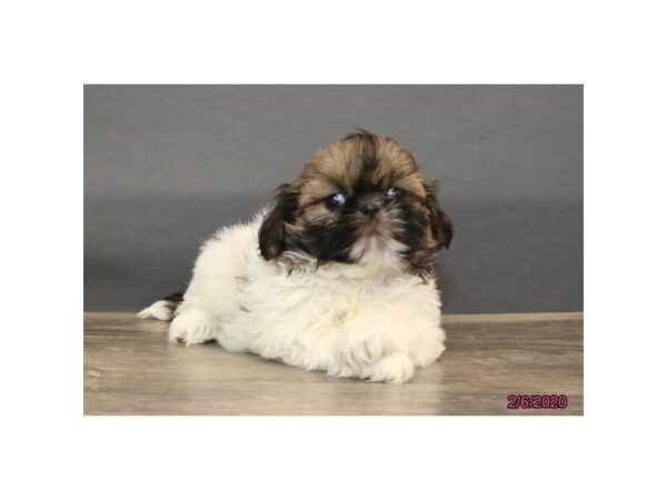 Shih Tzu DOG Male White / Black 1071 Petland Gallipolis, OH