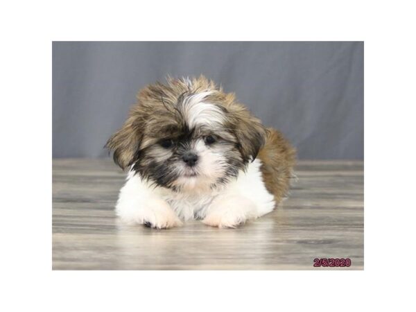 Shih Tzu DOG Female Liver / White 1072 Petland Gallipolis, OH