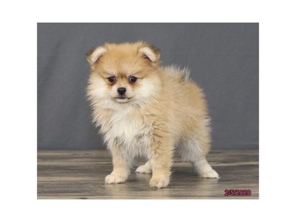 Pomeranian DOG Female Orange Sable 1073 Petland Gallipolis, OH