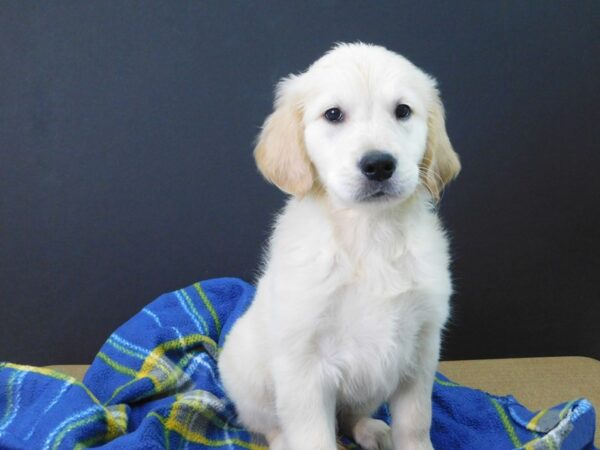 Golden Retriever DOG Male Light Golden 1069 Petland Gallipolis, OH