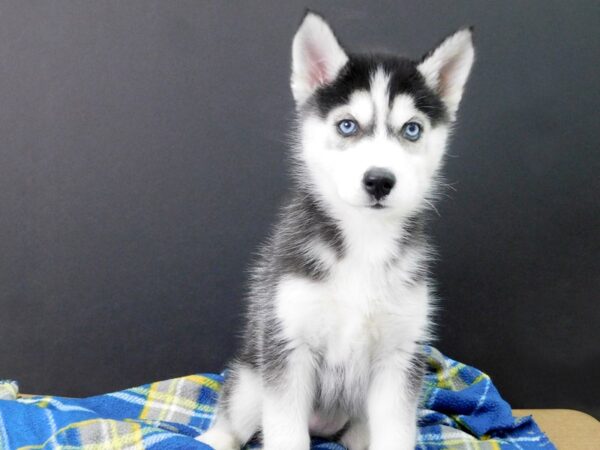 Siberian Husky DOG Female Black White 1079 Petland Gallipolis, OH