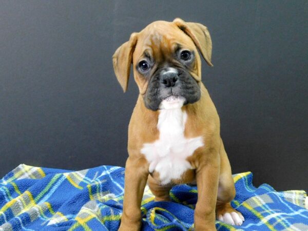 Boxer DOG Female Fawn & White 1078 Petland Gallipolis, OH