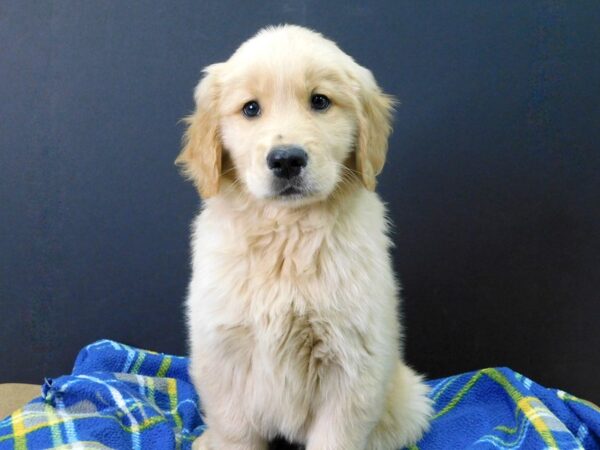 Golden Retriever DOG Male Golden 1077 Petland Gallipolis, OH