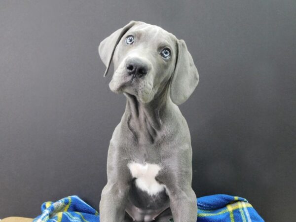 Great Dane DOG Female Gray 1076 Petland Gallipolis, OH