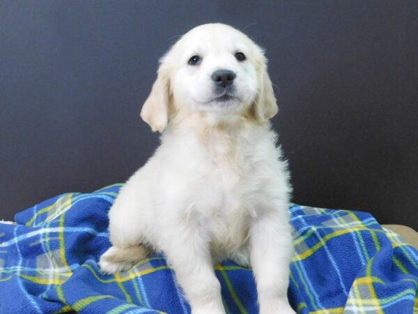 Golden Retriever DOG Male LIGHT GOLDEN 1075 Petland Gallipolis, OH