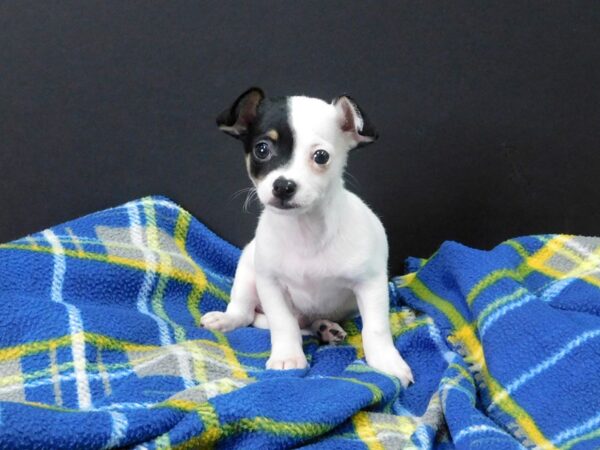 Chihuahua DOG Male BLK WHITE 1082 Petland Gallipolis, OH