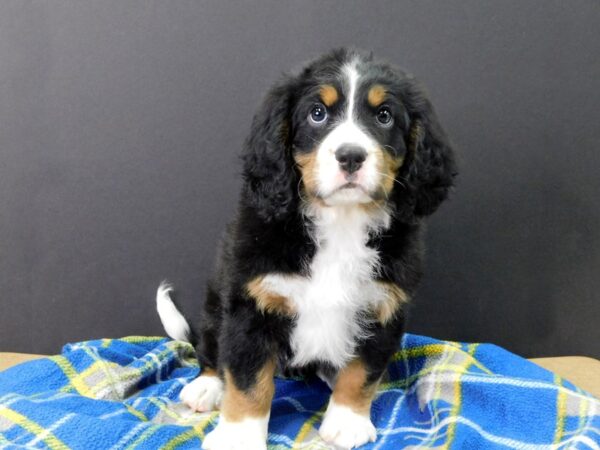 Mini Bernese DOG Male Tri 1080 Petland Gallipolis, OH