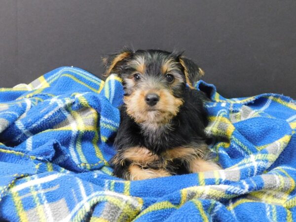 Yorkshire Terrier DOG Male BLK TAN 1081 Petland Gallipolis, OH