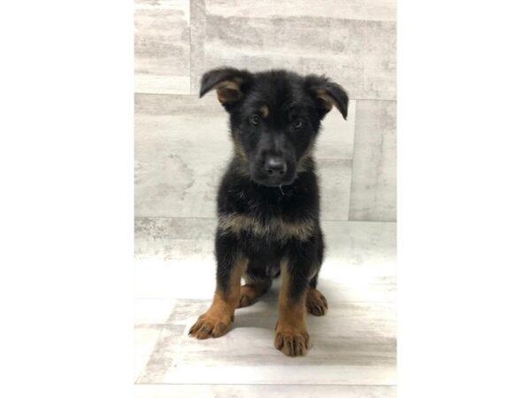 German Shepherd Dog DOG Male Black / Tan 1085 Petland Gallipolis, OH