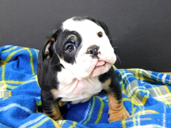 Bulldog DOG Male Black Tan / White 1083 Petland Gallipolis, OH