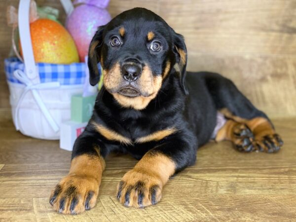 Rottweiler DOG Male Black & Tan 1092 Petland Gallipolis, OH