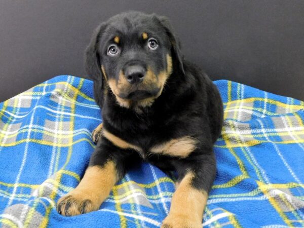 Rottweiler DOG Male Black & Tan 1091 Petland Gallipolis, OH