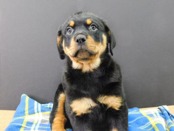 Rottweiler DOG Female Black & Tan 1090 Petland Gallipolis, OH