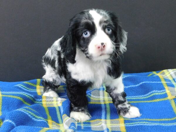 Cocker Spaniel DOG Male MERLE 1089 Petland Gallipolis, OH