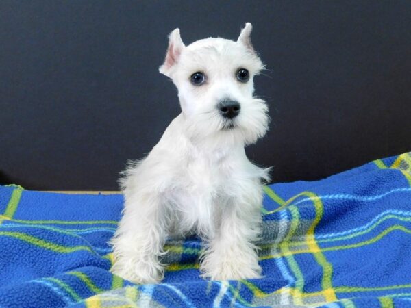 Miniature Schnauzer-DOG-Male-WHITE-1088-Petland Gallipolis, OH