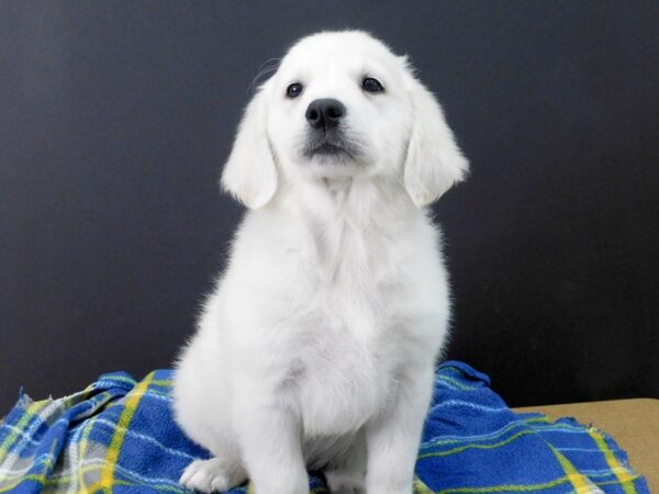 Golden Retriever DOG Female English Cream 1087 Petland Gallipolis, OH