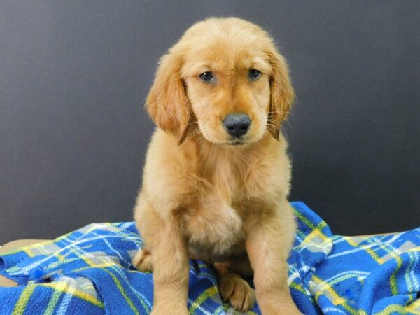 Golden Retriever DOG Female Golden 1086 Petland Gallipolis, OH